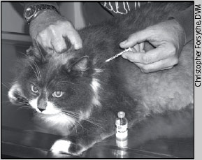 Cat getting an insulin injection