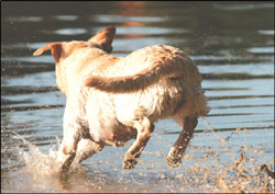 dog running into water