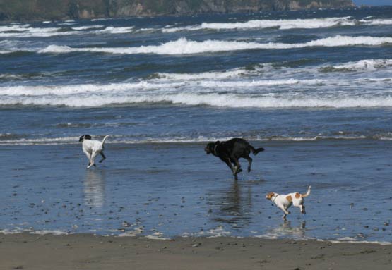 Three dogs enjoying Dillon Beach