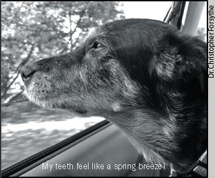 Dog looking out car window, thinking his teeth feel like a spring breeze.