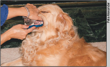 Dog getting dental exam
