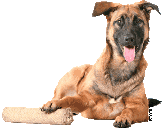 Dog with toy