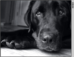 bored dog
