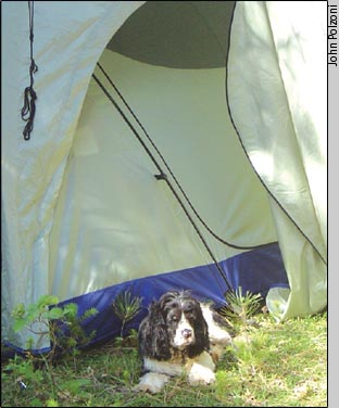 Dog in front of a tent