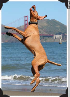 Dog catching ball at the beach with golden gate bridge in the background.