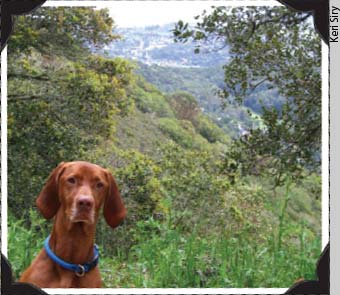 Dog named Samson at the Blithedale Trail