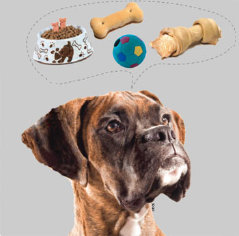 Dog thinking of toys, food, rawhide