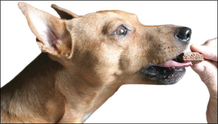 hand feeding dog a treat