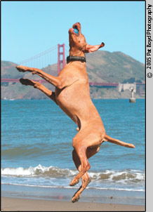 Crissy Field