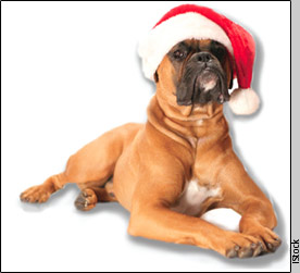 Dog in Santa's cap