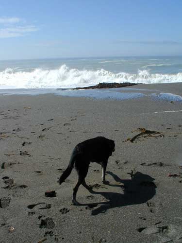Sea Ranch shadow dog