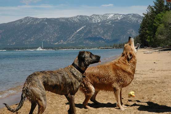 Dogs in Lake Tahoe