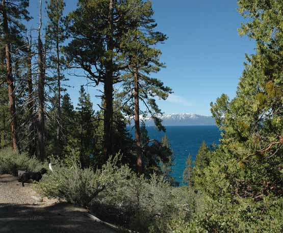 Dogs in Lake Tahoe
