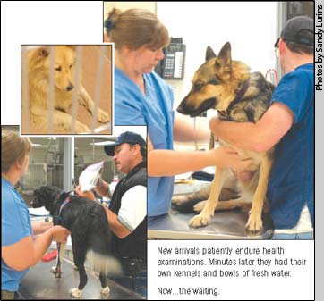 New arrivals patiently endure health
examinations. Minutes later they had their
own kennels and bowls of fresh water.
Now.the waiting.