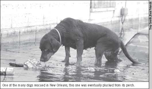 One of the many dogs rescued in New Orleans, this one was eventually plucked from its perch.