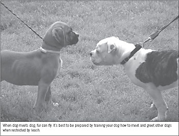 When dog meets dog, fur can fly. It's best to be prepared by training your dog how to meet and greet other dogs
when restricted by leash.