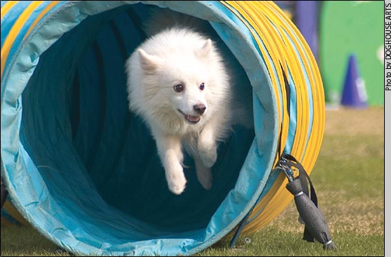 agility exercise