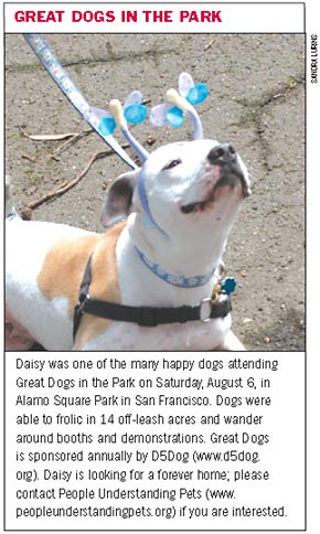 Great dogs in the park event